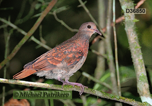 Ruddy Quail-Dove (Geotrygon montana)